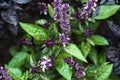 Cinnamon Basil Seeds (Ocimum basilicum) – Aromatic Sweet Herb for Culinary & Ornamental Gardens
