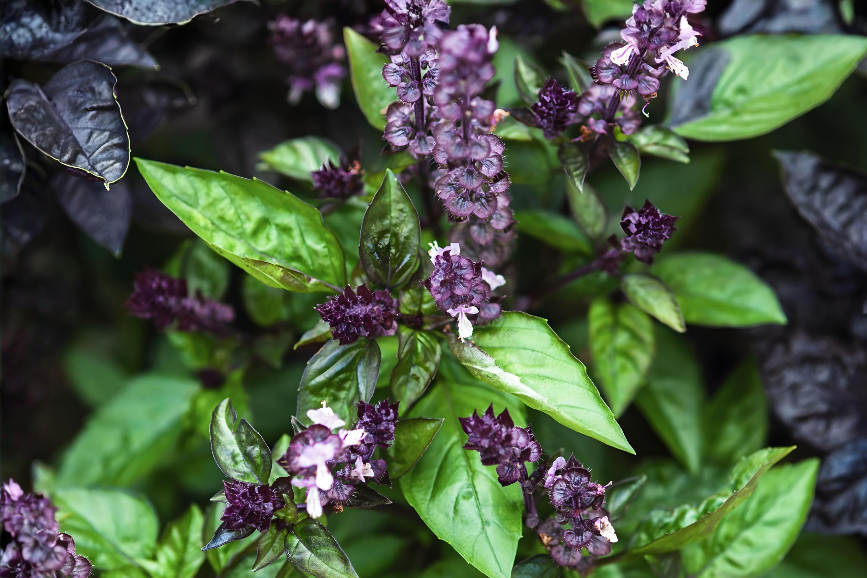 Cinnamon Basil Seeds (Ocimum basilicum) – Aromatic Sweet Herb for Culinary & Ornamental Gardens