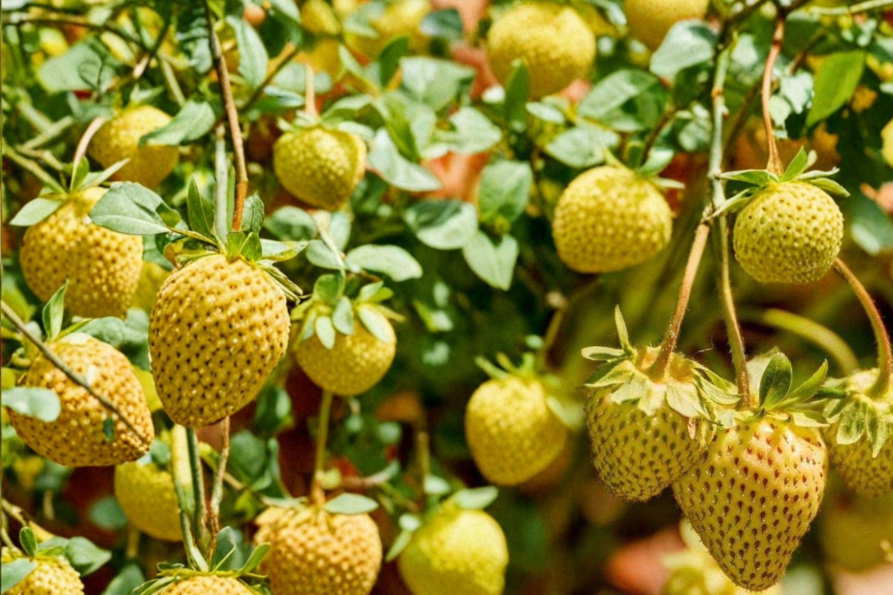 Yellow Alpine Strawberry Seeds – Fragaria vesca ‘Yellow Wonder’ – Compact Day-Neutral Edible Berry Plant for Garden & Container