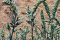 Lambsquarters Seeds 100 Pack Chenopodium album Fast-Growing Edible Garden Plant