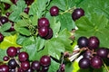 Muscadine Grape Seeds – Vitis rotundifolia – Climbing Fruit Vine for Trellises & Gardens