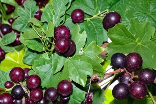 Muscadine Grape Seeds – Vitis rotundifolia – Climbing Fruit Vine for Trellises & Gardens