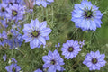 Love in a Mist Seeds – Nigella damascena, Annual Flower for Garden Beds & Borders, Dried & Fresh Floral Arrangements