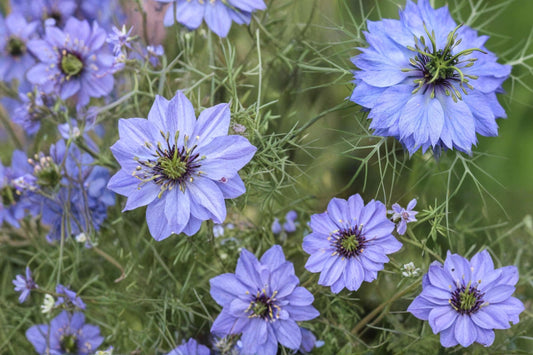 Love in a Mist Seeds – Nigella damascena, Annual Flower for Garden Beds & Borders, Dried & Fresh Floral Arrangements