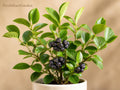 Black Chokeberry Plant – Aronia melanocarpa Bare Root Shrub with White Flowers & Black Berries, Native Edible Berry Bush