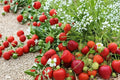 Yambu Strawberry Roots – Fragaria × ananassa, Fruit Plant for Garden Beds & Containers, Bare Root Edible Berry