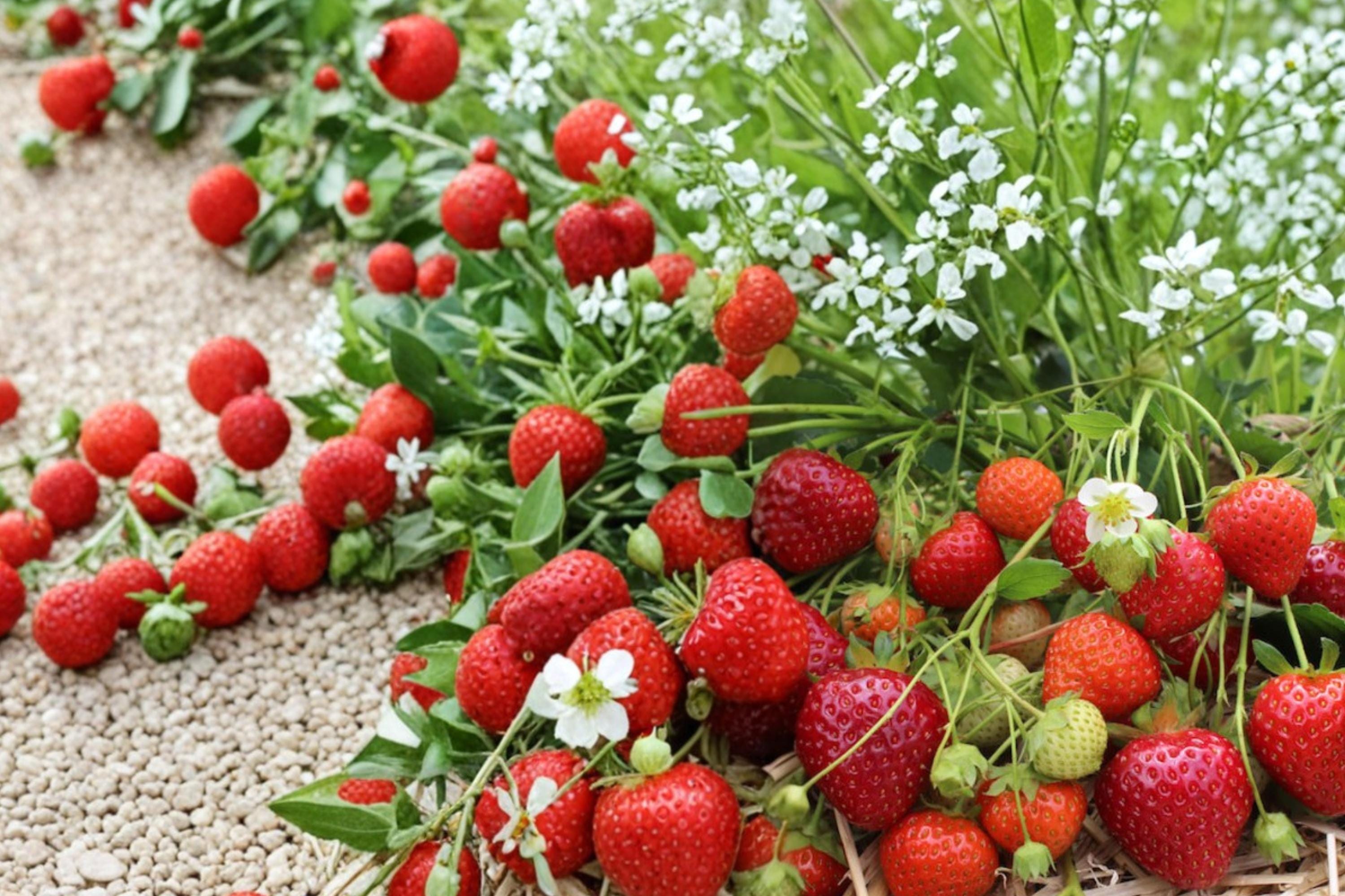 Yambu Strawberry Roots – Fragaria × ananassa, Fruit Plant for Garden Beds & Containers, Bare Root Edible Berry