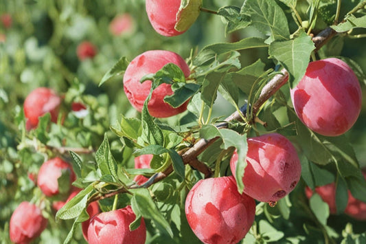 American Plum Seeds – Prunus americana, Edible Fruit Tree, Garden & Orchard Planting, Deciduous Fruit Tree Seeds