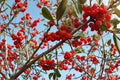 Silver Buffaloberry Seeds – Shepherdia argentea – Hardy Deciduous Shrub for Landscaping & Hedges
