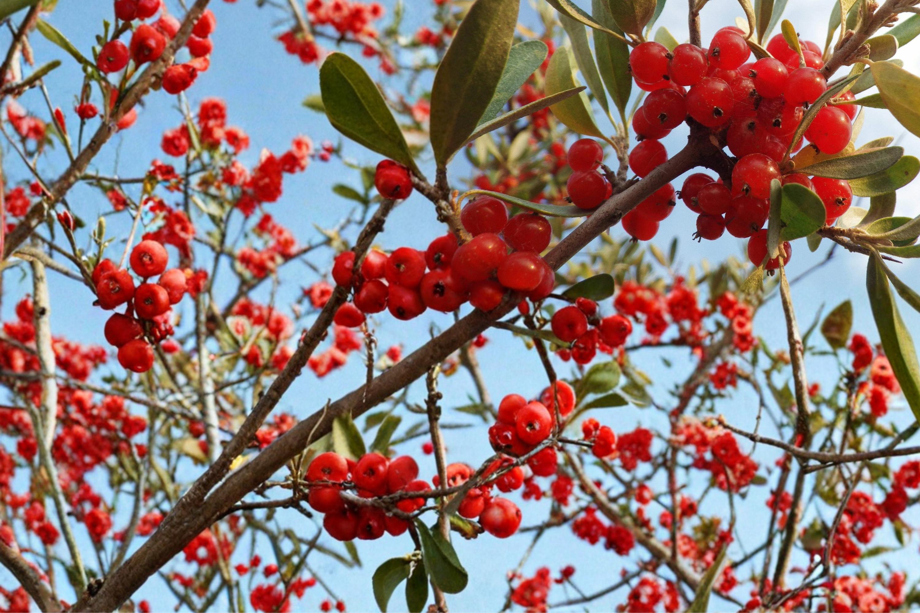 Silver Buffaloberry Seeds – Shepherdia argentea – Hardy Deciduous Shrub for Landscaping & Hedges