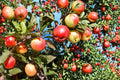 Apple Tree Seeds – Malus domestica, Deciduous Fruit Tree for Garden or Orchard Planting