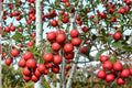 Thornless Hawthorn Seeds – Crataegus crus-galli – Ornamental Deciduous Tree for Landscaping and Wildlife Gardens