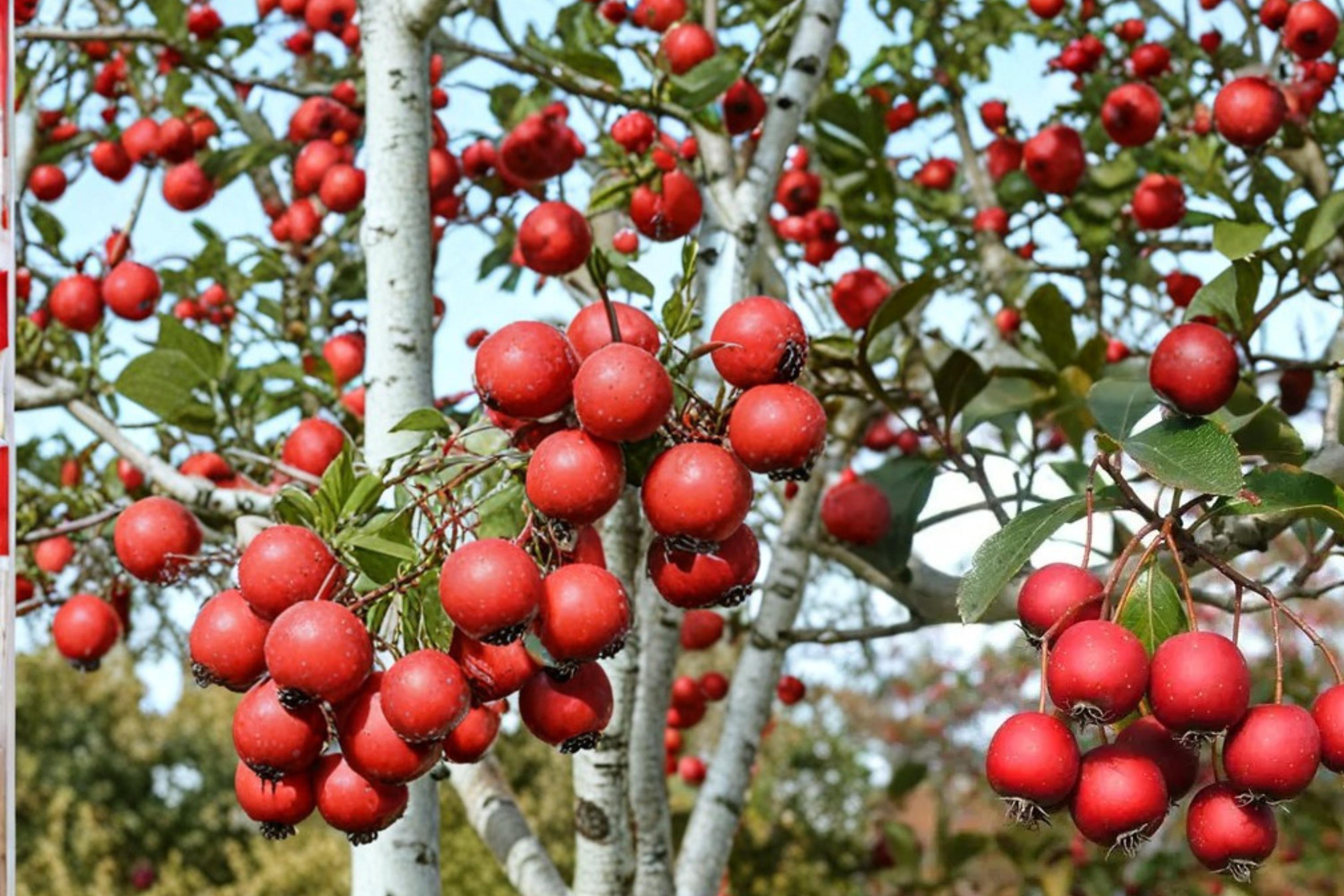 Thornless Hawthorn Seeds – Crataegus crus-galli – Ornamental Deciduous Tree for Landscaping and Wildlife Gardens