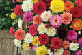 Dahlia Seeds Mix – Flower Seeds for Garden Beds & Containers – Dahlia pinnata Variety