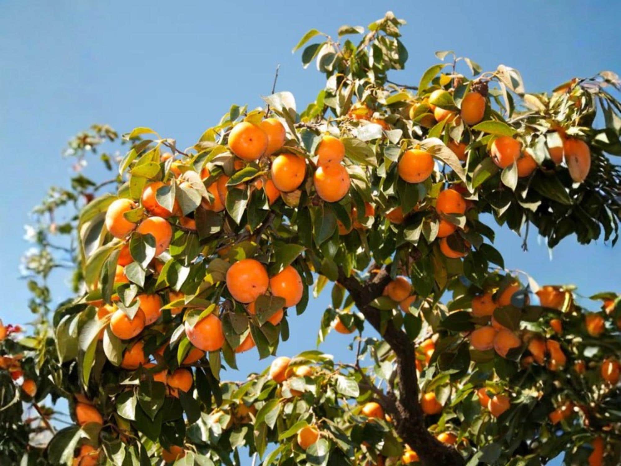 American Persimmon Tree Bare Root Plant – Diospyros virginiana, 12-24 Inches, Native Fruit Tree, Edible Orange Fruit, Deciduous Landscape