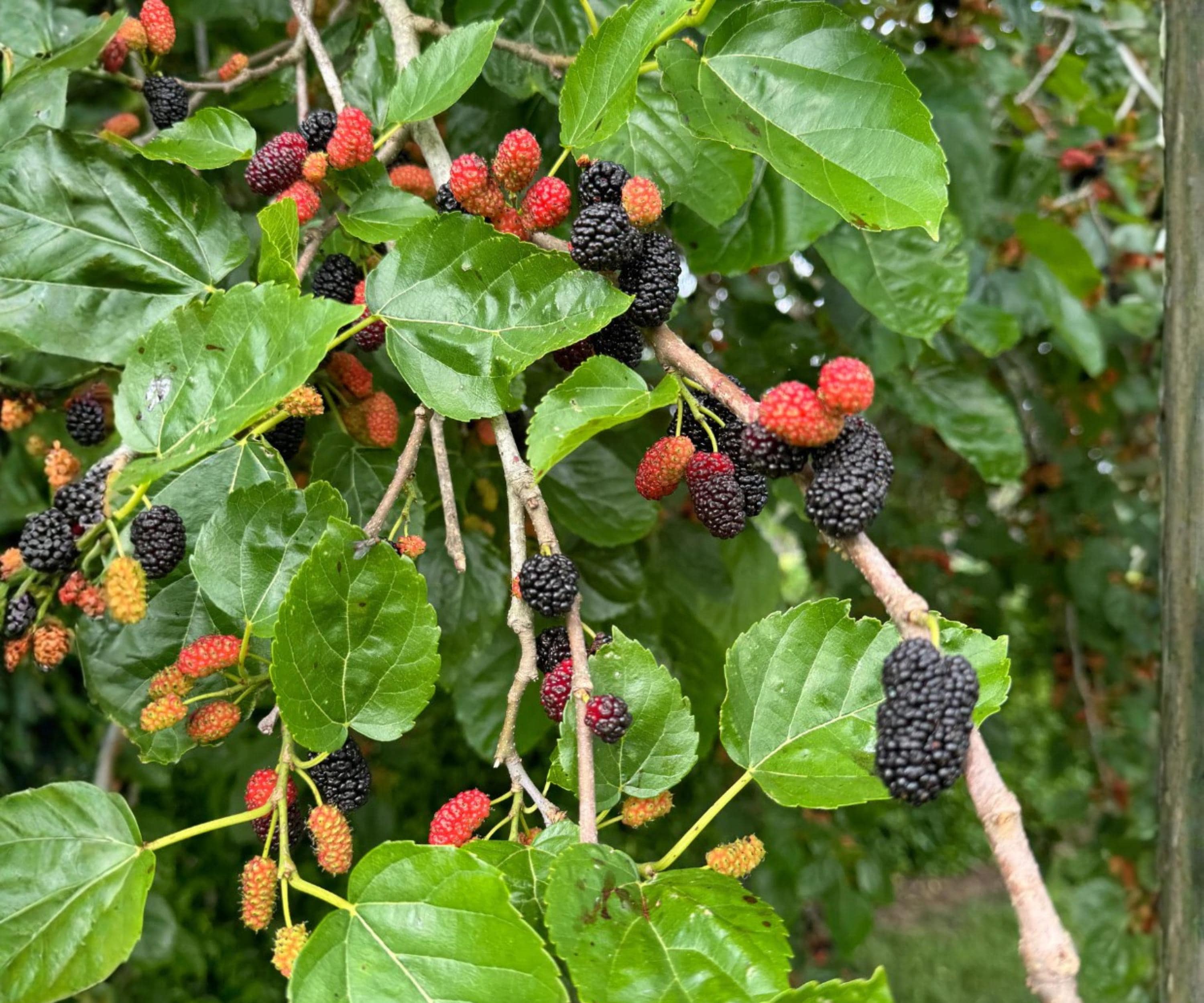 Dwarf Everbearing Mulberry Live Plants Set of 4 | Fast-Growing Fruit Trees for Indoor & Outdoor | Morus alba