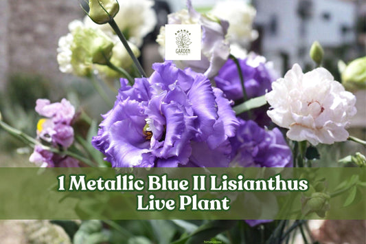 Metallic Blue Lisianthus Live Plant Plug - Eustoma grandiflorum Celeb Series, Blue Purple Double Blooms