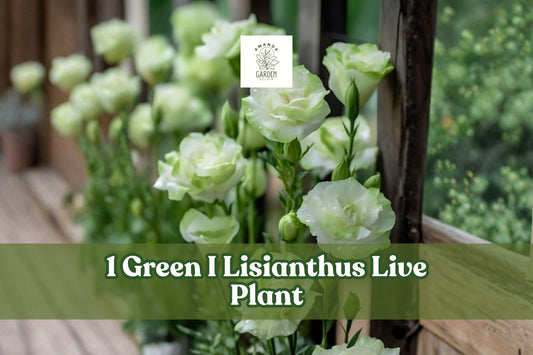 Green Lisianthus Live Plant Plug | Eustoma grandiflorum Celeb Series | Ruffled Green Blooms for Gardens & Containers