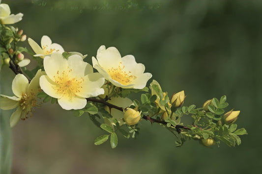 Manchu Yellow Rose Seeds (Rosa xanthina) – Hardy Shrub with Bright Yellow Blooms, Ornamental Garden Plant, 10 Seeds