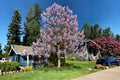 Empress Tree Seeds (100) | Royal Paulownia tomentosa Ornamental Fast-Growing Tree for Landscaping & Reforestation