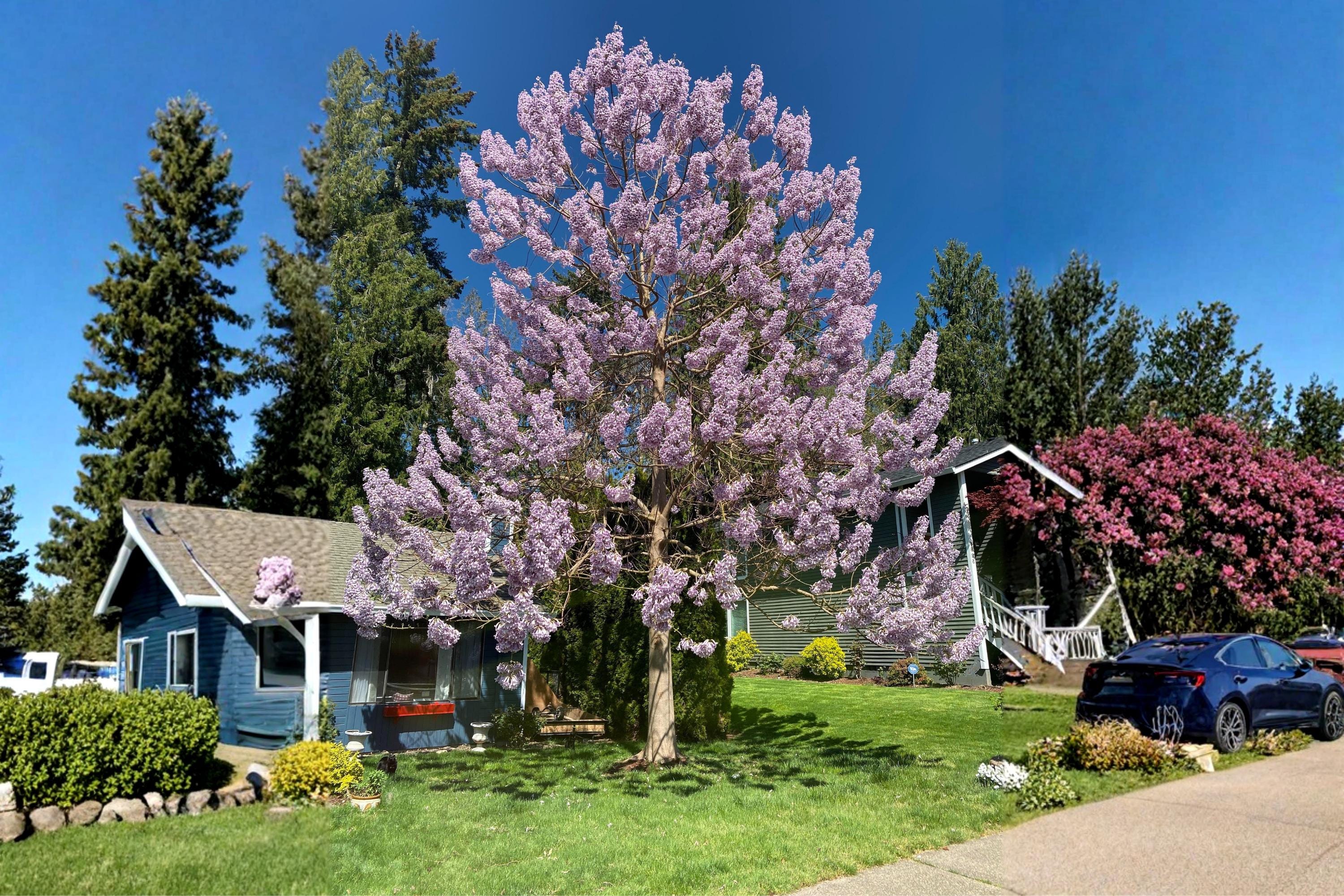 Empress Tree Seeds (100) | Royal Paulownia tomentosa Ornamental Fast-Growing Tree for Landscaping & Reforestation