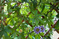 Purple Passionflower Seeds – Passiflora edulis Climbing Vine for Passion Fruits & Ornamental Blooms, 10 Seeds