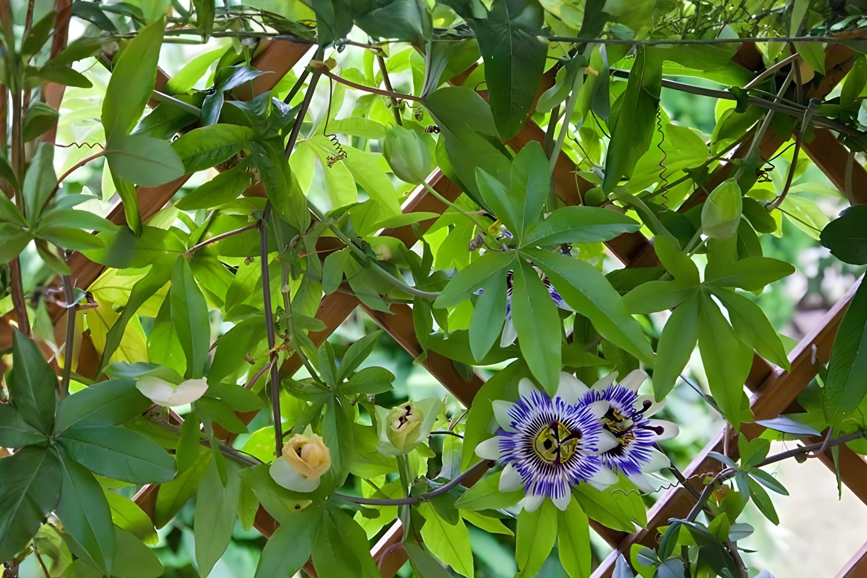 Purple Passionflower Seeds – Passiflora edulis Climbing Vine for Passion Fruits & Ornamental Blooms, 10 Seeds