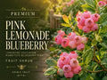 Pink Lemonade Blueberry Plant 3-4" Bare Root Shrub Vaccinium virgatum ‘Pink Lemonade’ for Edible Garden