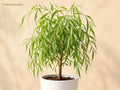 Weeping Willow Bare Root Tree 12-24 Inches Salix babylonica Ornamental Shade Tree for Landscape