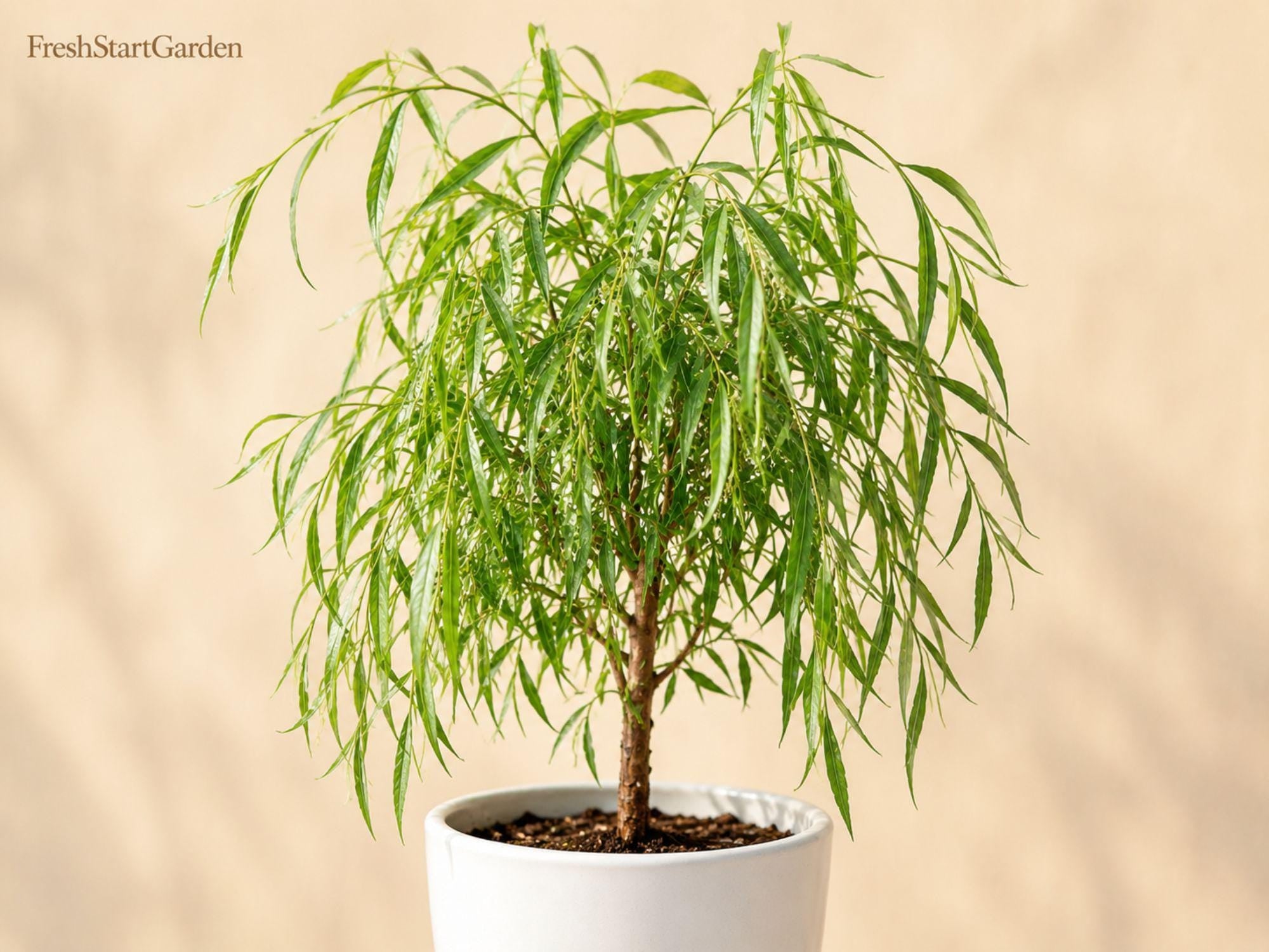 Weeping Willow Bare Root Tree 12-24 Inches Salix babylonica Ornamental Shade Tree for Landscape