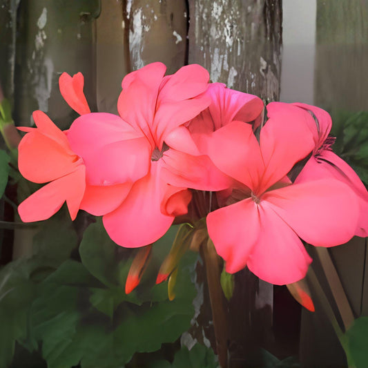Orange Pink Geranium Cuttings | Pelargonium Zonal | Coral Pink Blooms | Live Starter Plant | 4 Fresh Propagation Cuttings