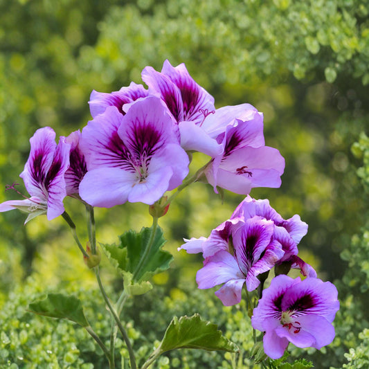 Lavender Purple Regal Geranium Cutting | Pelargonium Fancy Regal | Orchid-Like Blooms | Live Plant Propagation