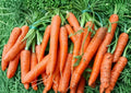 Scarlet Nantes Carrot Seeds – 500+ Heirloom French Vegetable Seeds for Garden, Crisp, Sweet, Coreless, High Yield, Smooth Root
