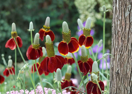 Mexican Hat Seeds, Drought Tolerant Perennial Wildflower, Ratibida Columnifera, Red Yellow, Pollinator Garden Planting, 500+ Seeds