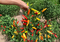 Hungarian Yellow Wax Pepper Seeds – Heirloom Hot Pepper Seeds for Garden, Bright Yellow Chili Pods, Medium Heat, High Yield, Fast Growing