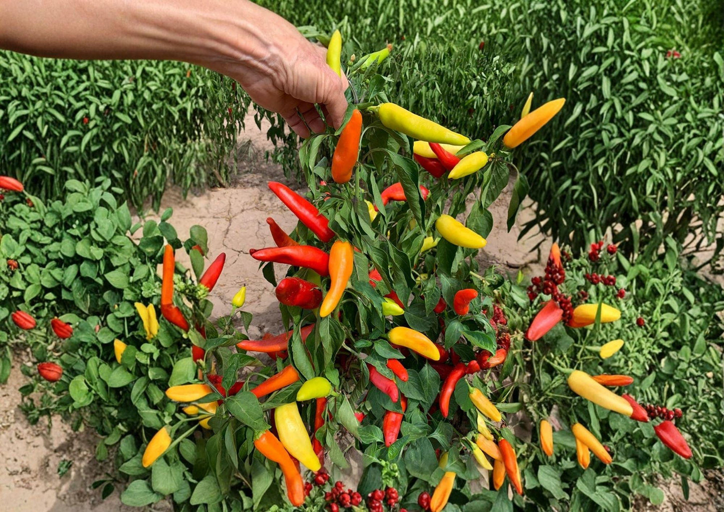Hungarian Yellow Wax Pepper Seeds – Heirloom Hot Pepper Seeds for Garden, Bright Yellow Chili Pods, Medium Heat, High Yield, Fast Growing