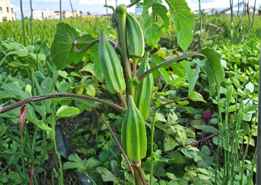 Louisiana Green Velvet Okra Seeds 50+ Heirloom Vegetable Seeds Spineless Tender Pods High Yield Garden Planting