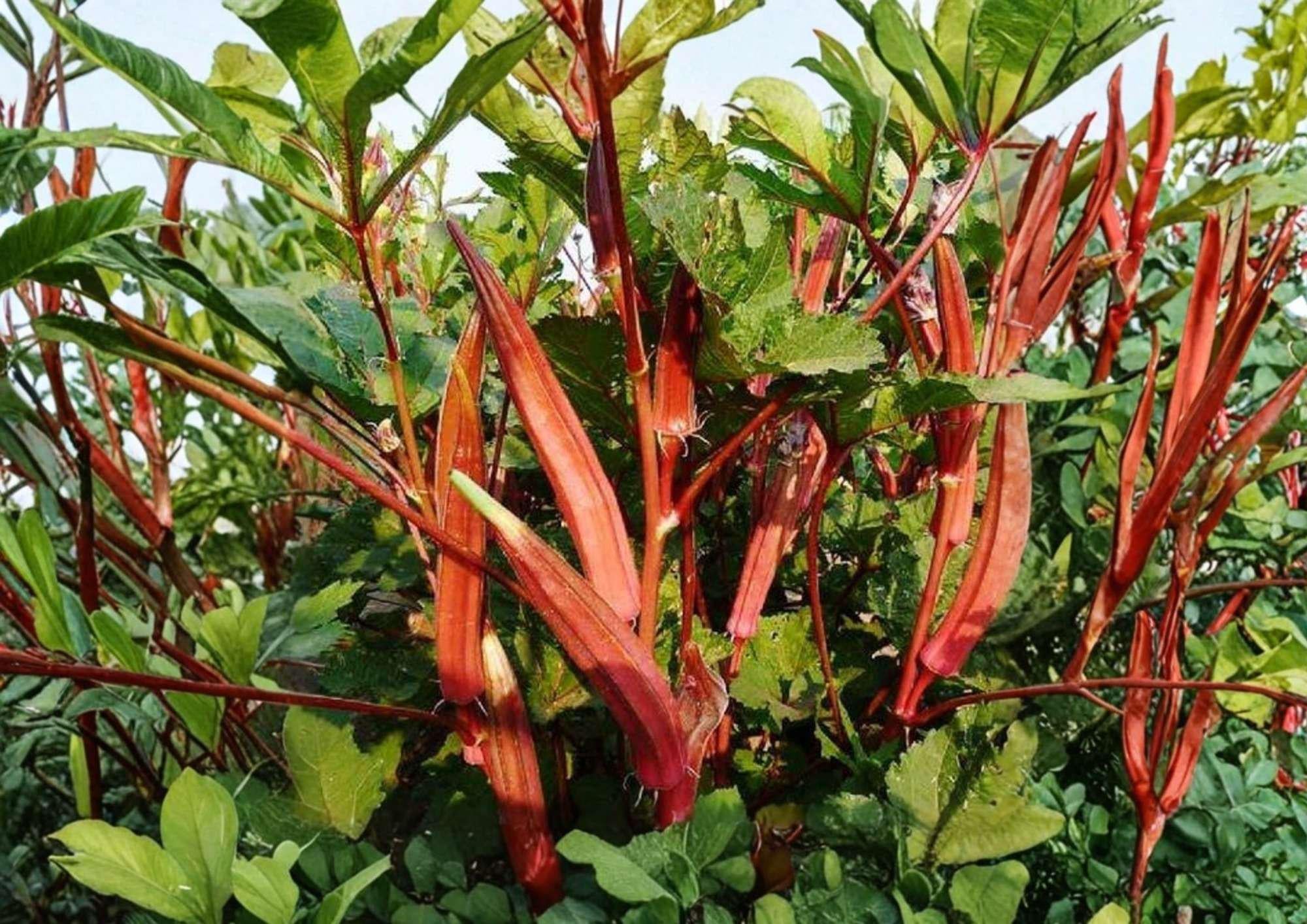 50+ Jing Orange Okra Seeds – Heirloom Bright Orange Pods, Rare Vegetable Seeds for Garden Planting, Vibrant Color, Unique Okra Variety