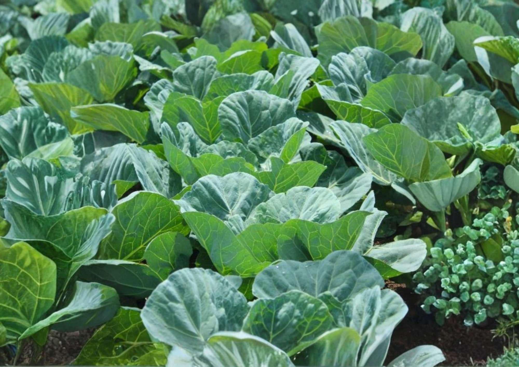 200+ Morris Heading Collard Seeds – Heirloom Non-GMO Vegetable Seeds for Garden, Cold Hardy, Large Leaf Collard Greens, Southern Variety