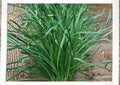 Carantan Leek Seeds 250+ | Heirloom Large Vegetable Seeds for Garden Planting | Thick Tender, Cold Hardy Gourmet Leek Variety