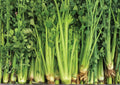 Utah Celery Seeds, 1500+ Heirloom Crisp Stringless Vegetable Seeds for Garden Planting, Fresh Crunchy Stalks, High Yield Garden Variety