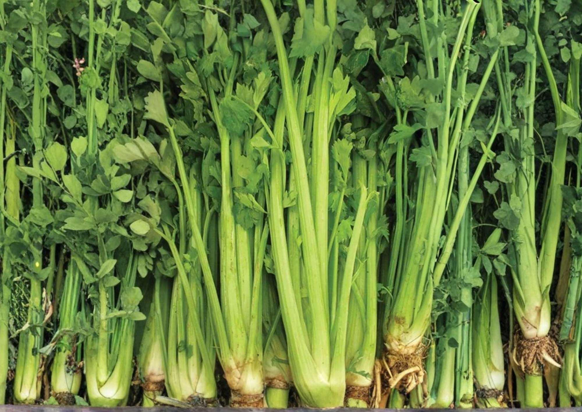 Utah Celery Seeds, 1500+ Heirloom Crisp Stringless Vegetable Seeds for Garden Planting, Fresh Crunchy Stalks, High Yield Garden Variety