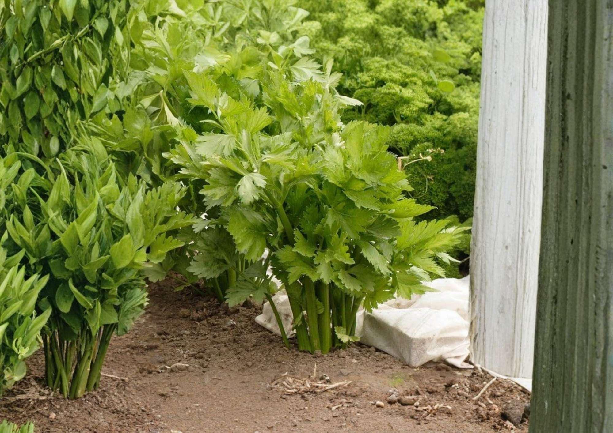 Golden Pascal Celery Seeds – French Heirloom, Stringless Vegetable Seeds for Garden Planting, Crisp Tender Stalks, Classic Celery Variety