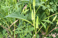 Spineless Okra Seeds – Abelmoschus esculentus, Warm-Season Vegetable, Green Pods, Easy Harvest, Home Garden Plant