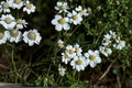 Sneezewort Seeds – Achillea ptarmica – White Perennial Flower for Pollinators & Borders
