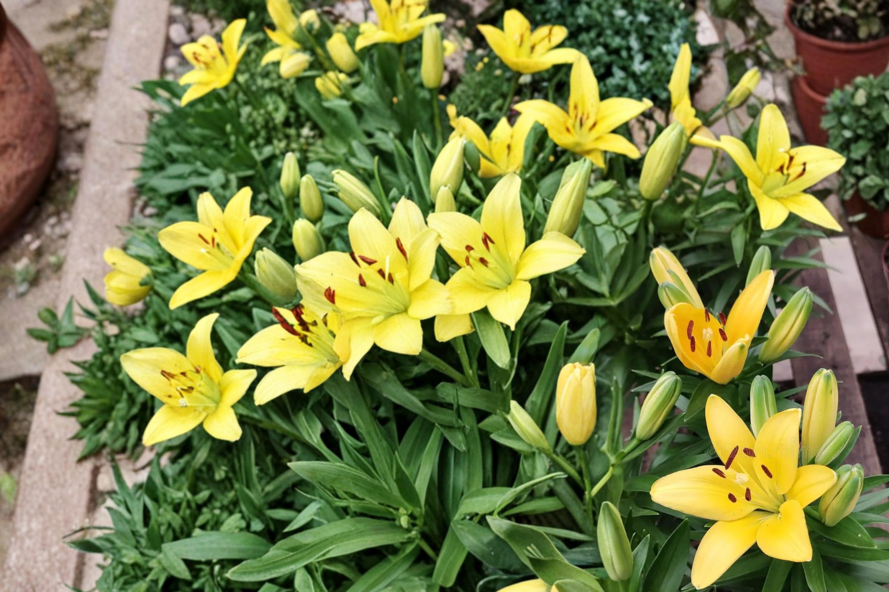 Yellow Alsek Lily Bulbs – Lilium Hybrid, Perennial Flowering Bulbs for Garden Borders and Outdoor Landscaping