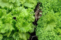 Muir Lettuce Seeds, Lactuca sativa, Crisp Green Leaf Vegetable, Dense Head, Garden & Container Growing