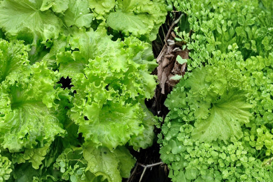 Muir Lettuce Seeds, Lactuca sativa, Crisp Green Leaf Vegetable, Dense Head, Garden & Container Growing
