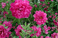 Karl Rosenfield Peony Roots – Paeonia lactiflora, Double Magenta Flowering Perennial Plant for Garden Beds