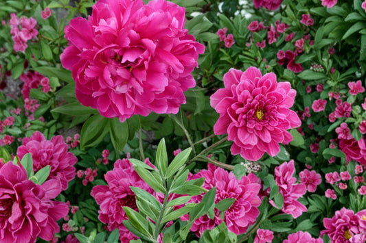 Karl Rosenfield Peony Roots – Paeonia lactiflora, Double Magenta Flowering Perennial Plant for Garden Beds